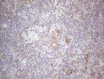 MGC12965 Antibody in Immunohistochemistry (Paraffin) (IHC (P))