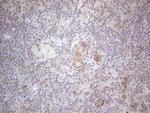 MGC12965 Antibody in Immunohistochemistry (Paraffin) (IHC (P))
