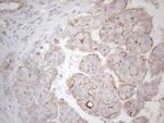 MGC12965 Antibody in Immunohistochemistry (Paraffin) (IHC (P))