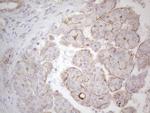 MGC12965 Antibody in Immunohistochemistry (Paraffin) (IHC (P))
