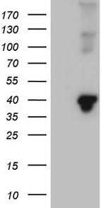 MGC12965 Antibody in Western Blot (WB)
