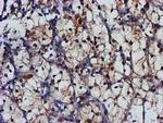 MGLL Antibody in Immunohistochemistry (Paraffin) (IHC (P))