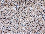 MGLL Antibody in Immunohistochemistry (Paraffin) (IHC (P))