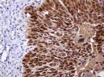 MGMT Antibody in Immunohistochemistry (Paraffin) (IHC (P))