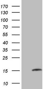 MGP Antibody in Western Blot (WB)