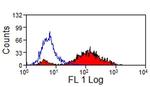 MHC II Monomorphic Antibody in Flow Cytometry (Flow)