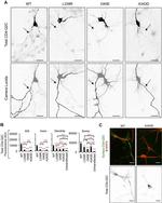 CD4 Antibody in Immunocytochemistry (ICC/IF)