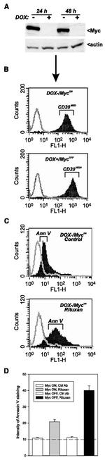 CD20 Antibody in Flow Cytometry (Flow)