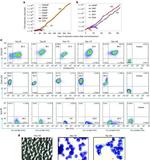 Fetal Hemoglobin Monoclonal Antibody (HBF-1), FITC