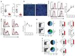 Granzyme B Antibody in Flow Cytometry (Flow)