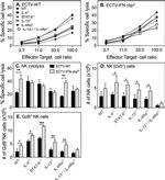 Granzyme B Antibody in Flow Cytometry (Flow)