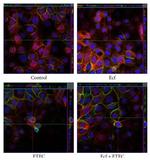 Occludin Antibody in Immunocytochemistry (ICC/IF)