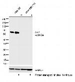 AFP Antibody in Western Blot (WB)