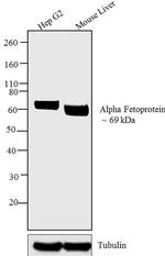 AFP Antibody in Western Blot (WB)