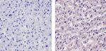 Apolipoprotein B Antibody in Immunohistochemistry (Paraffin) (IHC (P))