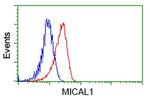 MICAL1 Antibody in Flow Cytometry (Flow)
