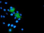 MICAL1 Antibody in Immunocytochemistry (ICC/IF)