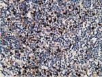 MICAL1 Antibody in Immunohistochemistry (Paraffin) (IHC (P))