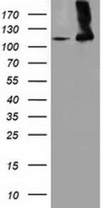MICAL1 Antibody in Western Blot (WB)