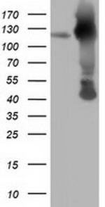 MICAL1 Antibody in Western Blot (WB)