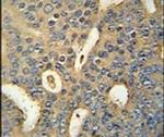 MICALL1 Antibody in Immunohistochemistry (IHC)