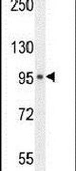 MICALL1 Antibody in Western Blot (WB)
