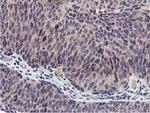 MIER2 Antibody in Immunohistochemistry (Paraffin) (IHC (P))