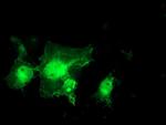 MIF4GD Antibody in Immunocytochemistry (ICC/IF)