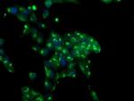 MIF4GD Antibody in Immunocytochemistry (ICC/IF)