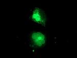 MIF4GD Antibody in Immunocytochemistry (ICC/IF)