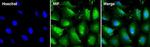 MIF Antibody in Immunocytochemistry (ICC/IF)