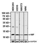 MIF Antibody in Western Blot (WB)