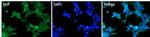 MIF Polyclonal Antibody