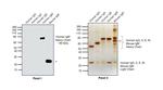 Human IgM Secondary Antibody in Western Blot (WB)