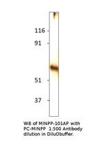 MINPP1 Polyclonal Antibody