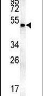 MINPP1 Antibody in Western Blot (WB)