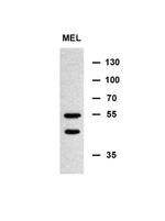 MINPP1 Antibody in Western Blot (WB)