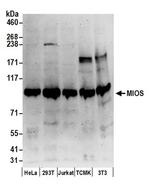 MIOS Antibody in Western Blot (WB)