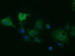 MIOX Antibody in Immunocytochemistry (ICC/IF)