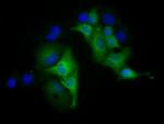 MIOX Antibody in Immunocytochemistry (ICC/IF)