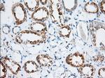 MIOX Antibody in Immunohistochemistry (Paraffin) (IHC (P))