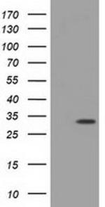 MIOX Antibody in Western Blot (WB)