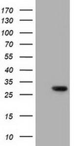 MIOX Antibody in Western Blot (WB)