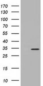 MIOX Antibody in Western Blot (WB)