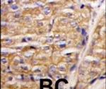 MIPEP Antibody in Immunohistochemistry (IHC)