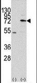 MIPEP Antibody in Western Blot (WB)