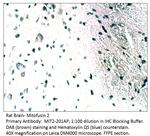 Mitofusin 2 Antibody in Immunohistochemistry (IHC)