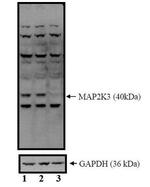 MEK3 Polyclonal Antibody