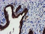 MKRN1 Antibody in Immunohistochemistry (Paraffin) (IHC (P))