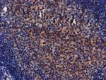 MKRN1 Antibody in Immunohistochemistry (Paraffin) (IHC (P))